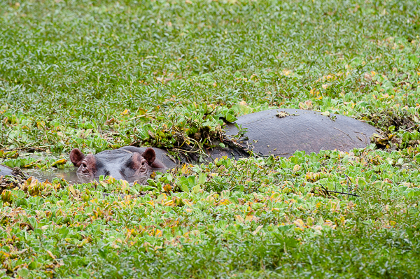 Image of Common Hippopotamus