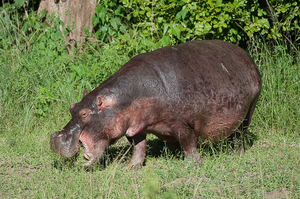 Image of Common Hippopotamus