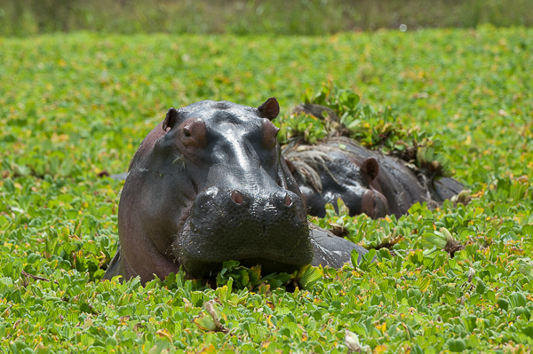 Image of Common Hippopotamus