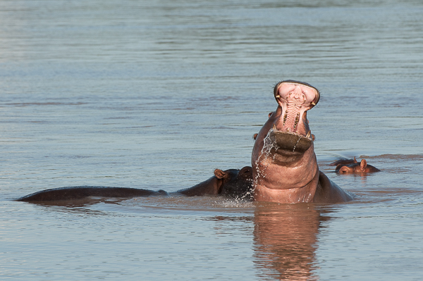 Image of Common Hippopotamus