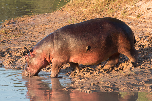 Image of Common Hippopotamus