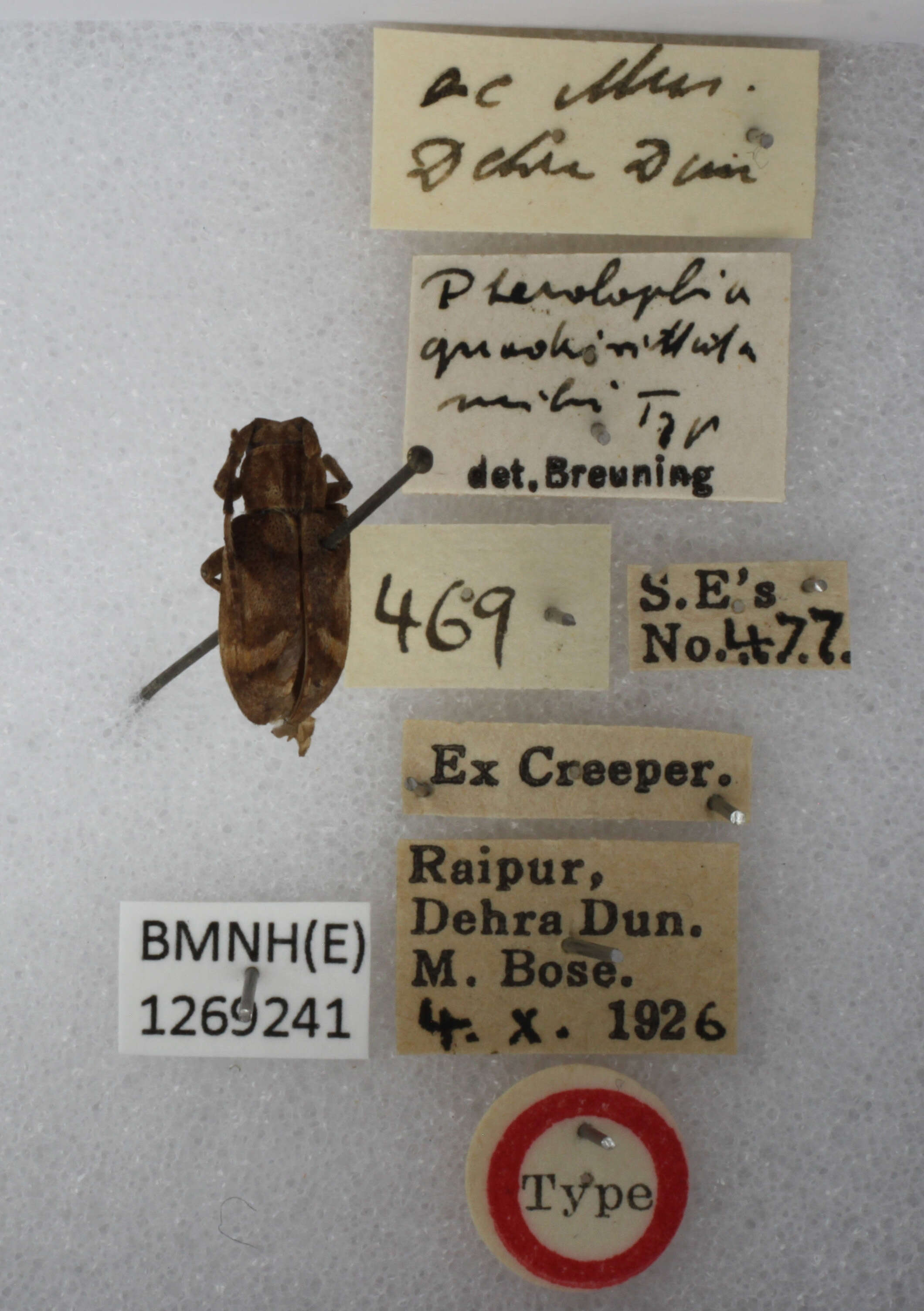 Image of Pterolophia quadrivittata Breuning 1938