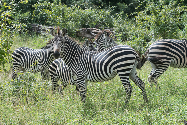 Image of Crawshay's zebra