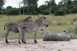 Image of Crawshay's zebra