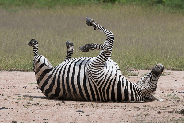 Image of Crawshay's zebra