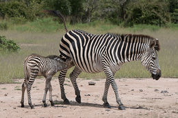 Image of Crawshay's zebra