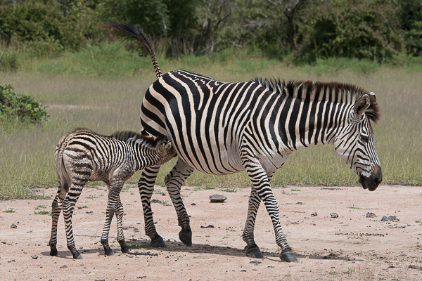 Image of Crawshay's zebra