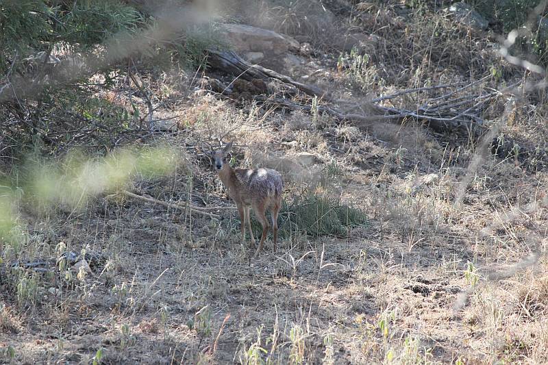 Image of Sharpe's Grysbok