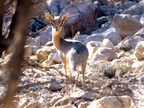 Image of Damara Dikdik