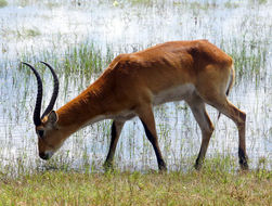 Image of Red Lechwe