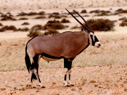 Image of Gemsbok