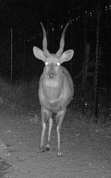 Image of Bushbuck