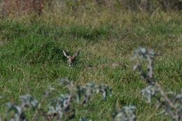 Image of Southern Reedbuck