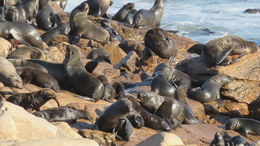 Image of Afro-Australian Fur Seal