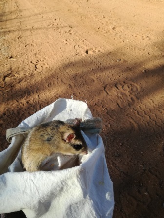 Gerbilliscus leucogaster (Peters 1852) resmi