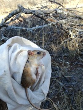 Image of Bushveld Gerbil