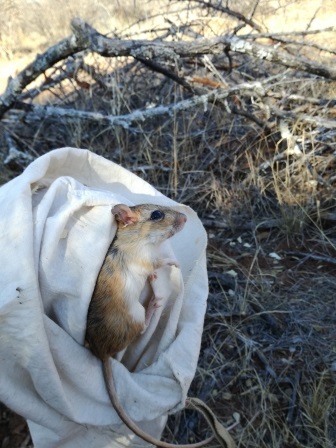 Gerbilliscus leucogaster (Peters 1852) resmi