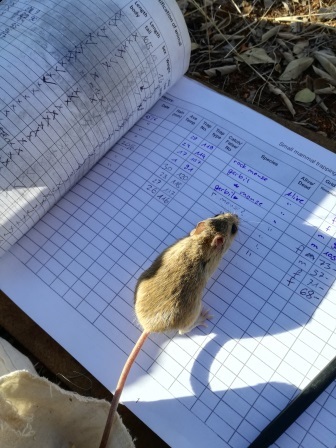 Image of Namaqua Rock Mouse -- Namaqua Micaelamys