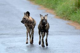 Image of African Hunting Dog