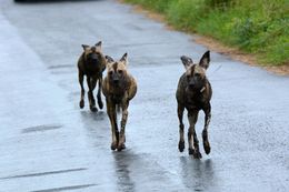 Image of African Hunting Dog