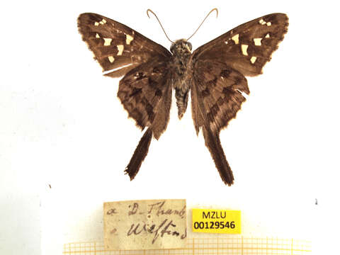 Image of Dorantes Longtail