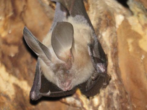 Image of Slit-faced Bats