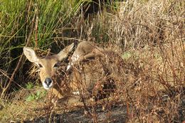 Image of Southern Reedbuck