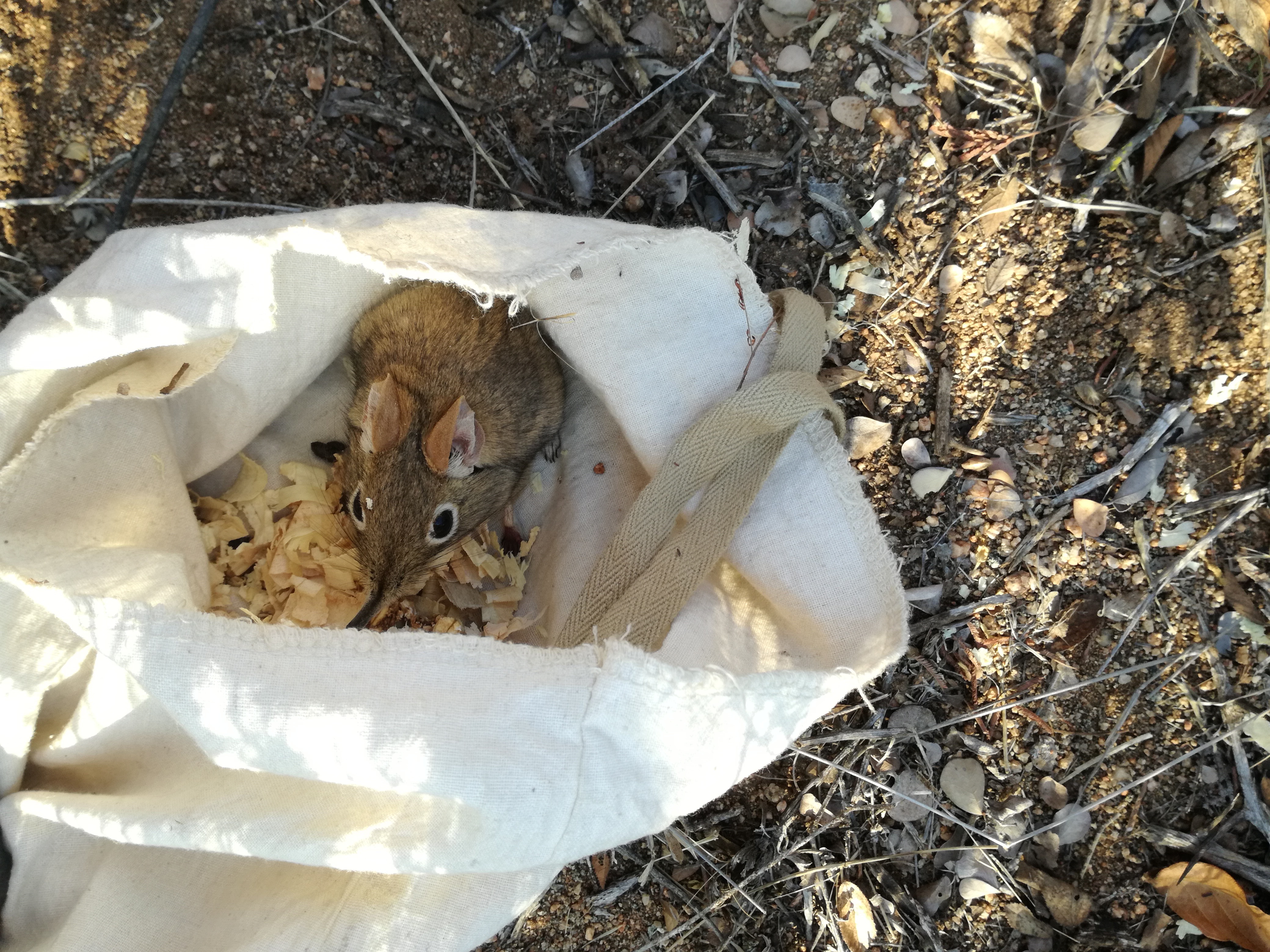 Image of Short-snouted Elephant Shrew