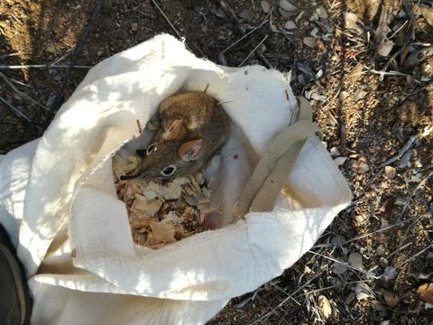 Image of Short-snouted Elephant Shrew