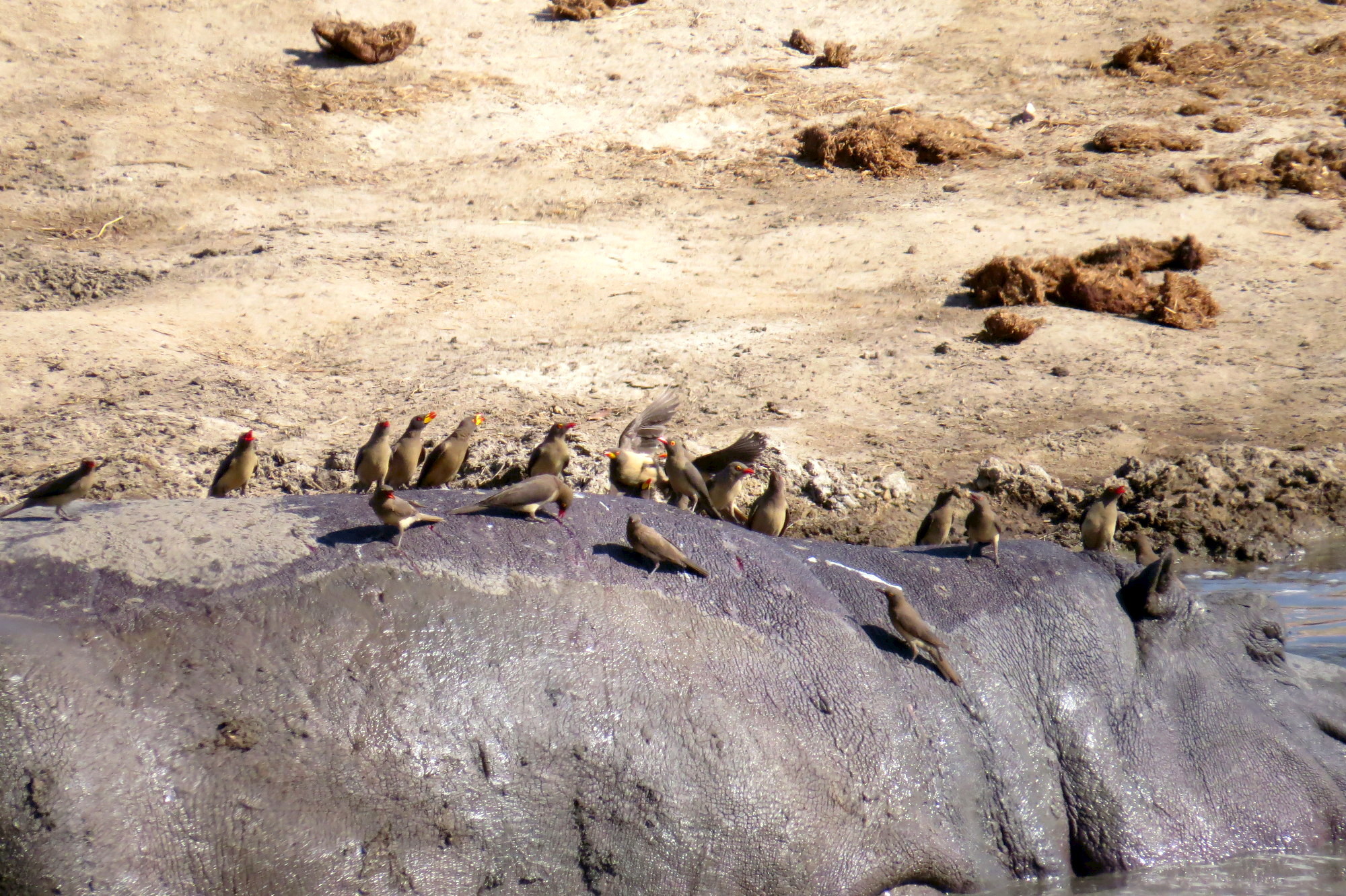 Image of Common Hippopotamus