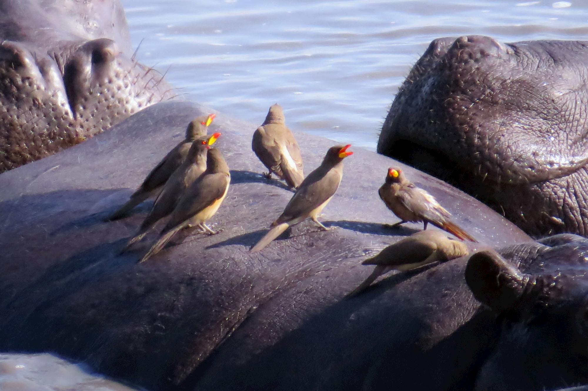 Image of Common Hippopotamus