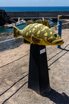 Image of Dusky Grouper