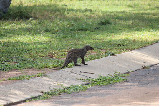 Image of Banded mongooses