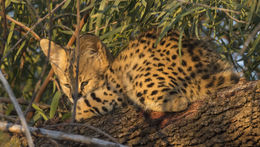 Image of Serval (cat)