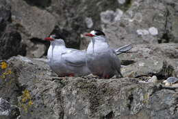 Image of Antarctic Tern