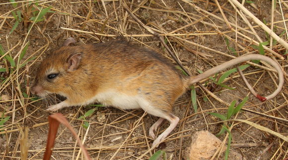 Image of Gerbils