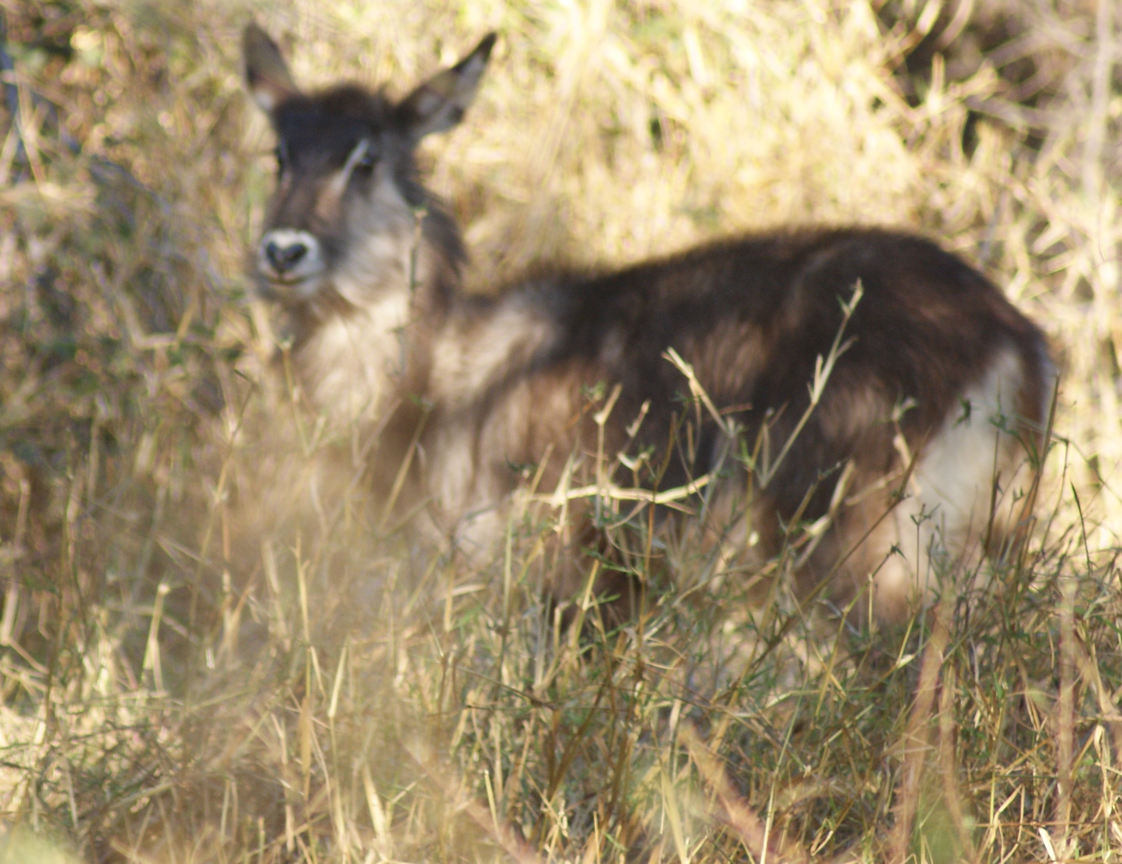 Image of Ellipsen Waterbuck