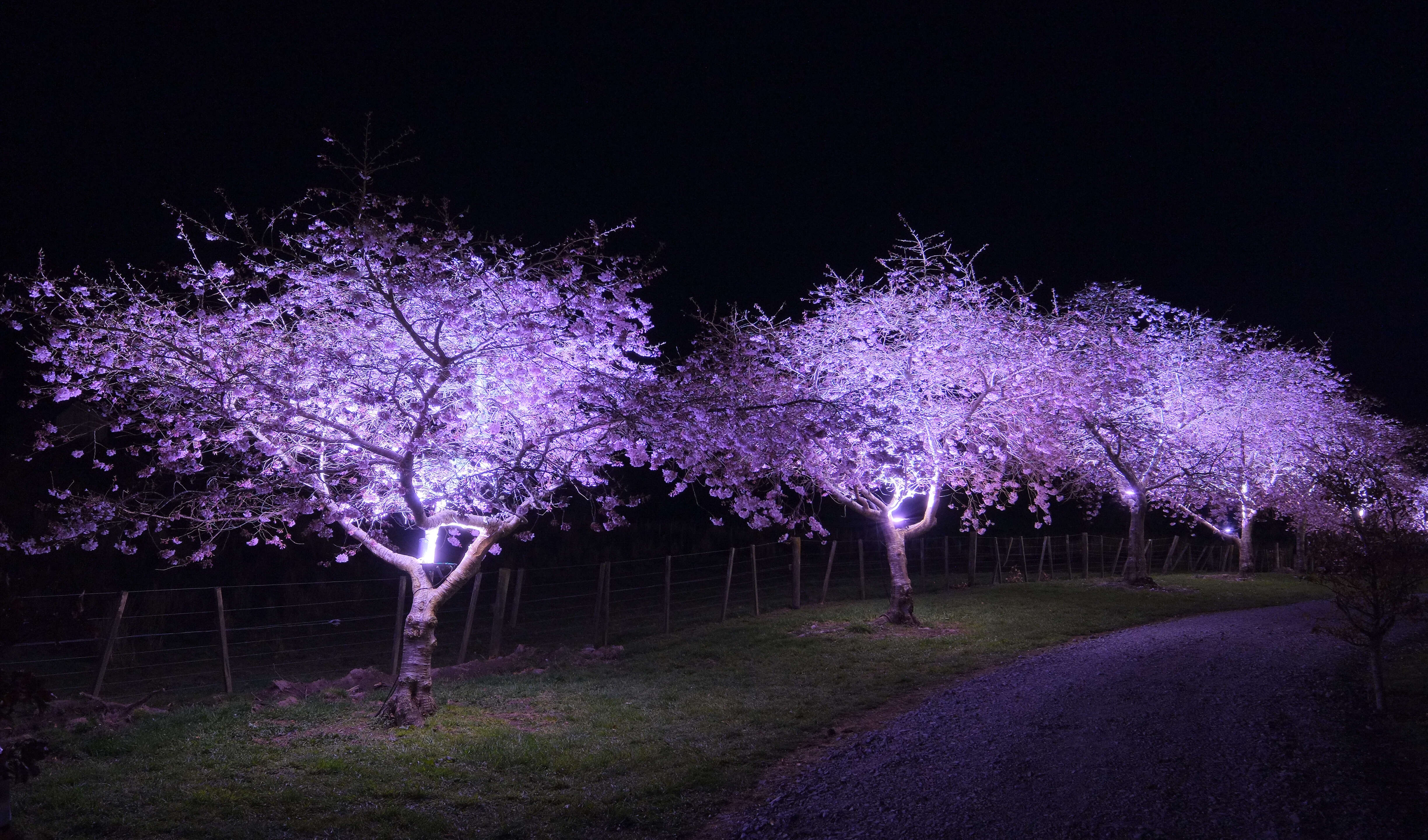 Plancia ëd Prunus yedoensis Matsum.