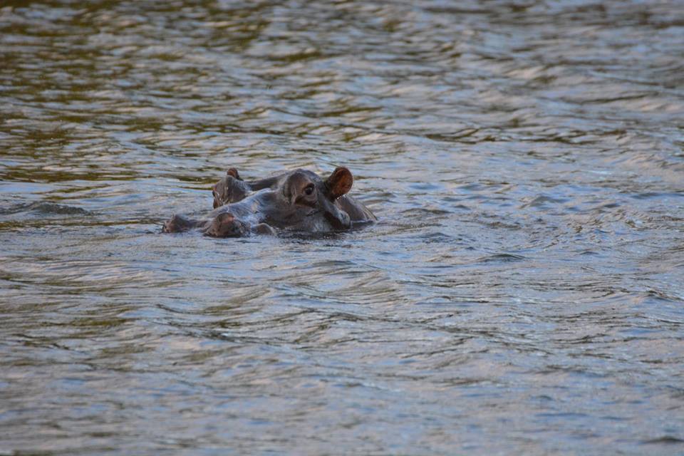 Image of Common Hippopotamus