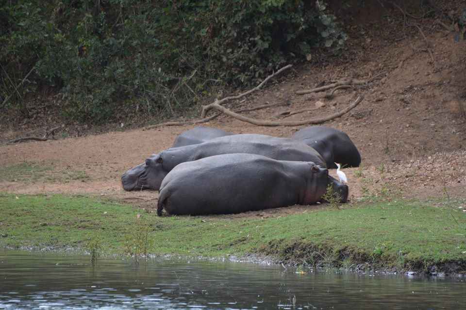 Image of Common Hippopotamus