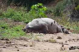 Image of Common Hippopotamus