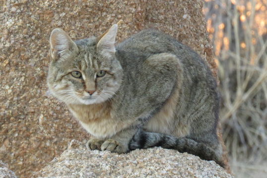 Image of wild cat