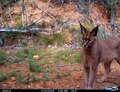 Image of Caracals