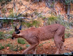 Image of Caracals