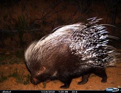 Image of African Porcupine