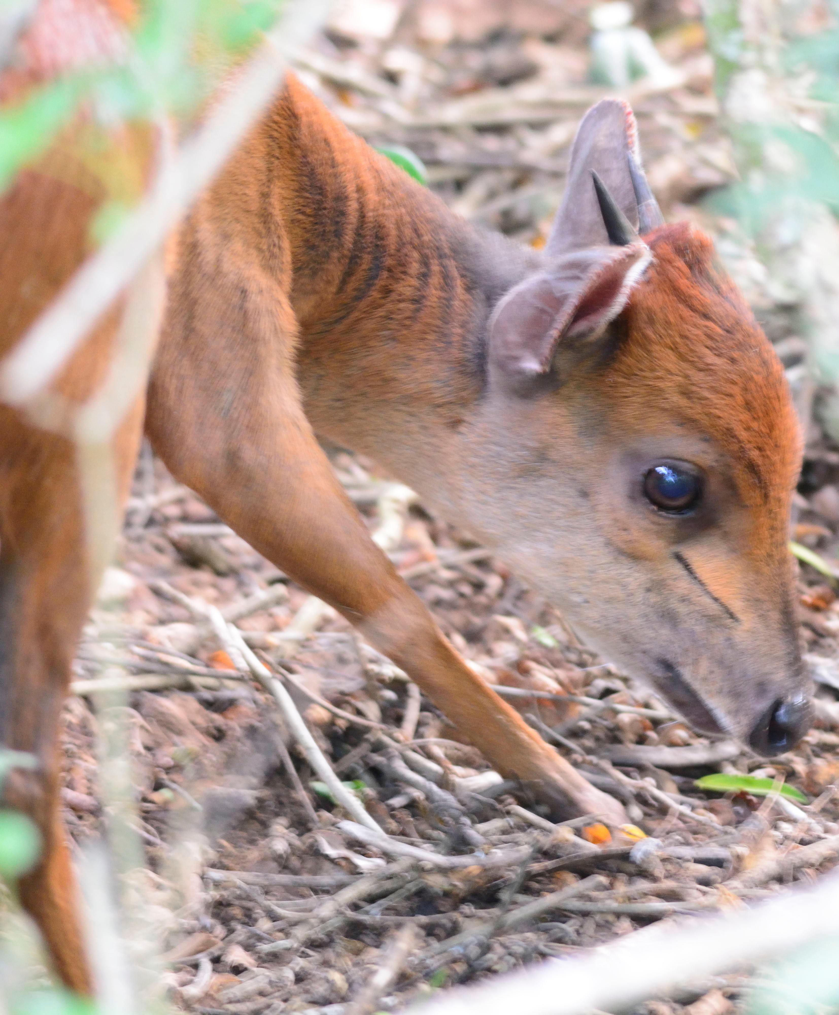 Image of Natal Duiker