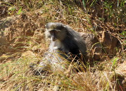 Image of Samango Monkey -- Sykes' Monkey