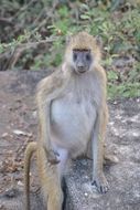 Image of Yellow Baboon