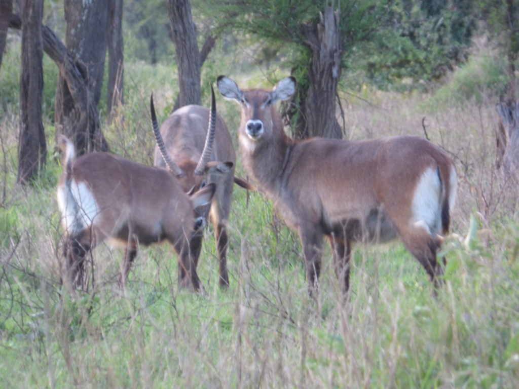 Image of Defassa Waterbuck