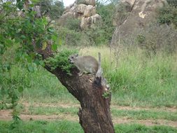 Image of Bush Hyrax